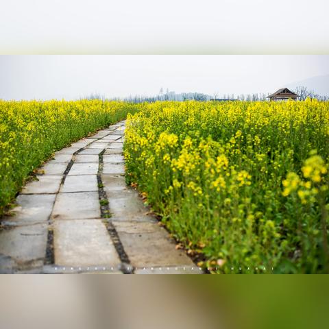 淡妆浓抹